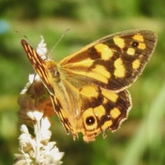 Heteronympha paradelpha (Spotted Brown) at Paddys River, ACT - 24 Feb 2024 by JohnBundock