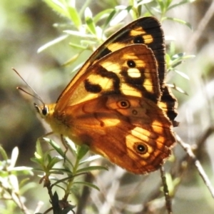 Heteronympha paradelpha at Tidbinbilla Nature Reserve - 24 Feb 2024