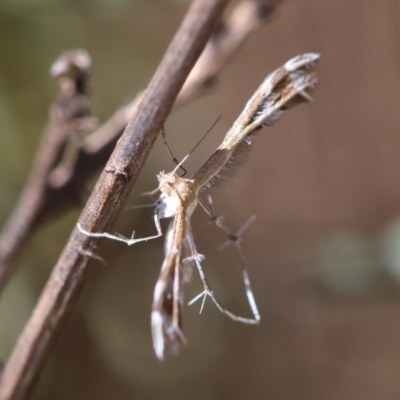 Sphenarches anisodactylus (Geranium Plume Moth) at Hughes Grassy Woodland - 25 Feb 2024 by LisaH