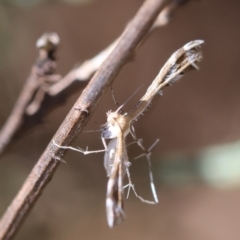 Sphenarches anisodactylus at Hughes Grassy Woodland - 25 Feb 2024