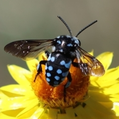 Thyreus caeruleopunctatus (Chequered cuckoo bee) at Hughes, ACT - 25 Feb 2024 by LisaH