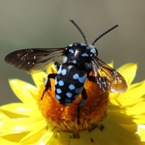 Thyreus caeruleopunctatus at Red Hill to Yarralumla Creek - 25 Feb 2024 01:24 PM