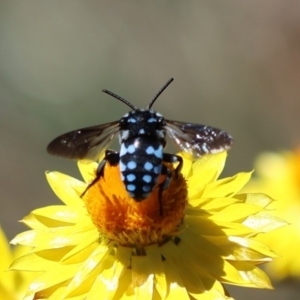 Thyreus caeruleopunctatus at Red Hill to Yarralumla Creek - 25 Feb 2024 01:24 PM