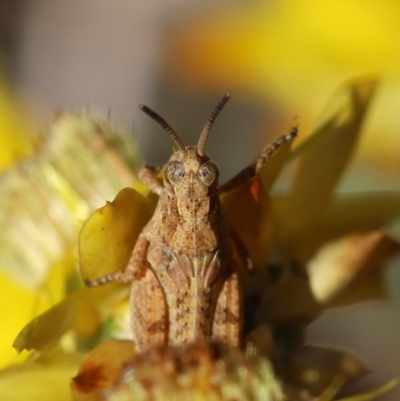 Phaulacridium vittatum (Wingless Grasshopper) at Hughes Grassy Woodland - 25 Feb 2024 by LisaH