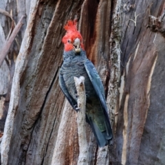 Callocephalon fimbriatum (Gang-gang Cockatoo) at GG99 - 25 Feb 2024 by LisaH