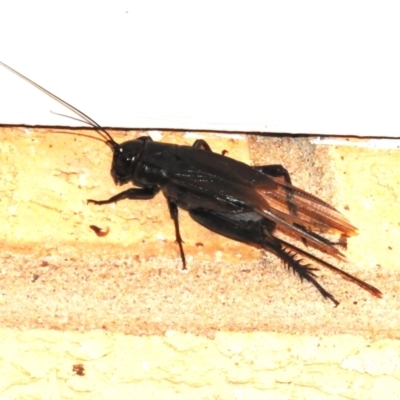 Unidentified Cricket (Orthoptera, several families) at Wanniassa, ACT - 25 Feb 2024 by JohnBundock