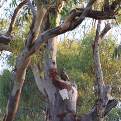 Callocephalon fimbriatum (Gang-gang Cockatoo) at Red Hill Nature Reserve - 25 Feb 2024 by LisaH