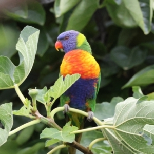 Trichoglossus moluccanus at Hughes, ACT - 26 Feb 2024