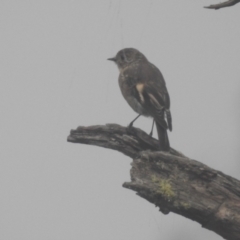 Petroica phoenicea (Flame Robin) at Kosciuszko National Park - 22 Feb 2024 by HelenCross