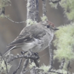Petroica goodenovii (Red-capped Robin) at Kosciuszko National Park - 22 Feb 2024 by HelenCross