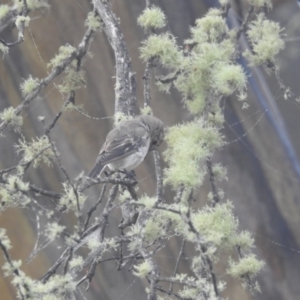 Petroica goodenovii at Kosciuszko National Park - 22 Feb 2024