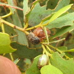 Trachymela sp. (genus) (Brown button beetle) at Broken Dam, NSW - 21 Feb 2024 by HelenCross