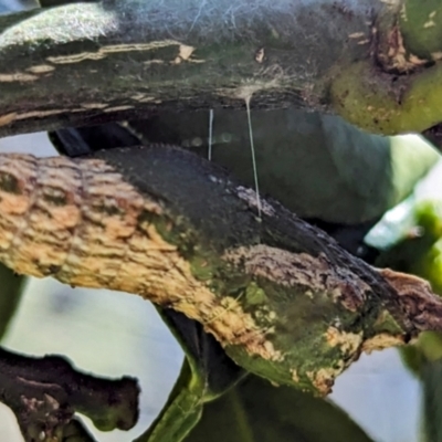 Papilio anactus (Dainty Swallowtail) at Lions Youth Haven - Westwood Farm - 25 Feb 2024 by HelenCross