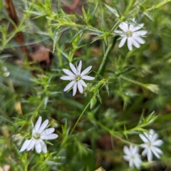 Stellaria pungens (Prickly Starwort) at Kosciuszko National Park - 23 Feb 2024 by HelenCross