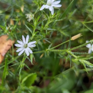 Stellaria pungens at Kosciuszko National Park - 23 Feb 2024