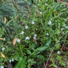 Stellaria pungens at Kosciuszko National Park - 23 Feb 2024