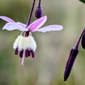 Arthropodium milleflorum at Kosciuszko National Park - 23 Feb 2024