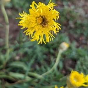 Podolepis jaceoides at Kosciuszko National Park - 23 Feb 2024 10:24 AM