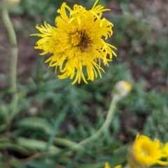 Podolepis jaceoides at Kosciuszko National Park - 23 Feb 2024