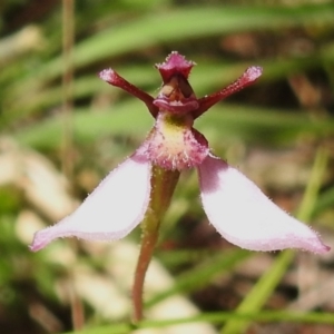 Eriochilus magenteus at Namadgi National Park - suppressed