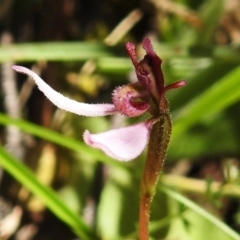 Eriochilus magenteus at Namadgi National Park - 25 Feb 2024