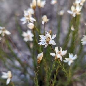 Rhodanthe anthemoides at Kosciuszko National Park - 22 Feb 2024