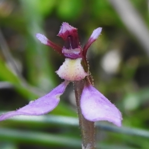 Eriochilus magenteus at Gibraltar Pines - 25 Feb 2024