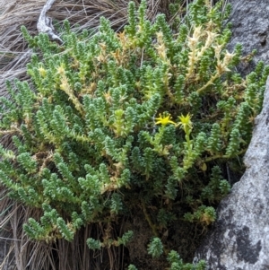 Sedum acre at Kosciuszko National Park - 22 Feb 2024 10:32 AM