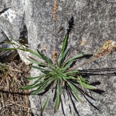 Plantago gaudichaudii (Narrow Plantain) at Cooleman, NSW - 21 Feb 2024 by HelenCross