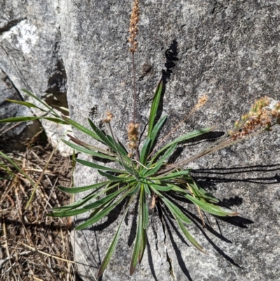 Plantago gaudichaudii (Narrow Plantain) at Kosciuszko National Park - 21 Feb 2024 by HelenCross