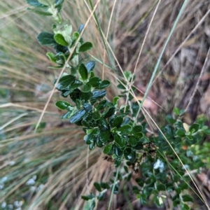 Olearia myrsinoides at Kosciuszko National Park - 22 Feb 2024