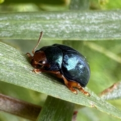 Calomela ruficeps (Red-headed Acacia beetle) at Pretty Beach, NSW - 20 Feb 2024 by Pirom