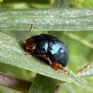 Calomela ruficeps at Murramarang National Park - 20 Feb 2024