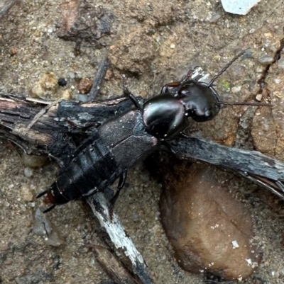 Staphylinini (tribe) (Large Rove Beetles) at Murramarang National Park - 20 Feb 2024 by Pirom