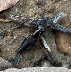 Staphylinini (tribe) at Murramarang National Park - 20 Feb 2024 02:11 PM