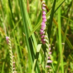 Spiranthes australis (Austral Ladies Tresses) at Tharwa, ACT - 25 Feb 2024 by JohnBundock