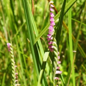 Spiranthes australis at Tharwa, ACT - suppressed