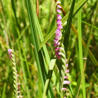 Spiranthes australis (Austral Ladies Tresses) at Tharwa, ACT - 25 Feb 2024 by JohnBundock