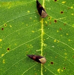 Brunotartessus fulvus (Yellow-headed Leafhopper) at Murramarang National Park - 21 Feb 2024 by Pirom