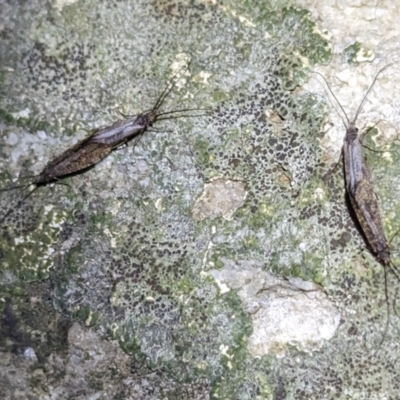 Trichoptera (order) (Unidentified Caddisfly) at Kosciuszko National Park - 21 Feb 2024 by HelenCross