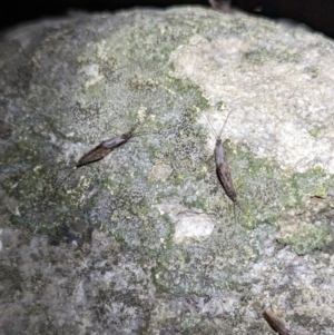 Trichoptera sp. (order) at Kosciuszko National Park - 21 Feb 2024