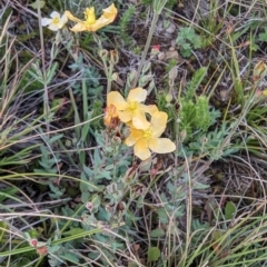 Hypericum gramineum (Small St Johns Wort) at Gooandra, NSW - 21 Feb 2024 by HelenCross