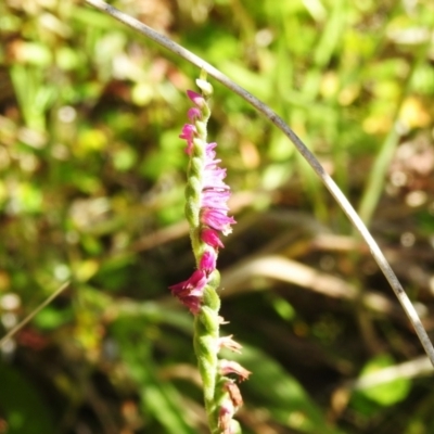 Spiranthes australis (Austral Ladies Tresses) at Tharwa, ACT - 24 Feb 2024 by JohnBundock