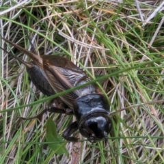 Teleogryllus commodus (Black Field Cricket) at Gooandra, NSW - 21 Feb 2024 by HelenCross