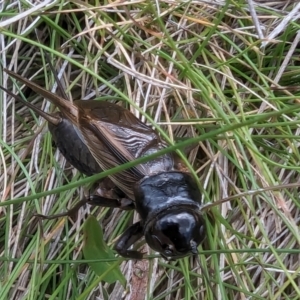 Teleogryllus commodus at Kosciuszko National Park - 21 Feb 2024