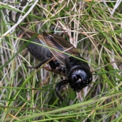 Teleogryllus commodus at Kosciuszko National Park - 21 Feb 2024