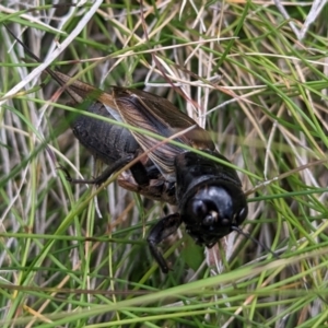 Teleogryllus commodus at Kosciuszko National Park - 21 Feb 2024