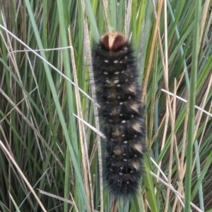 Anthela acuta at Kosciuszko National Park - 21 Feb 2024