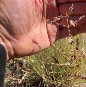 Eragrostis sp. at Suttons Dam - suppressed