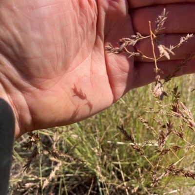 Eragrostis elongata at Suttons Dam - 18 Feb 2024 by KL